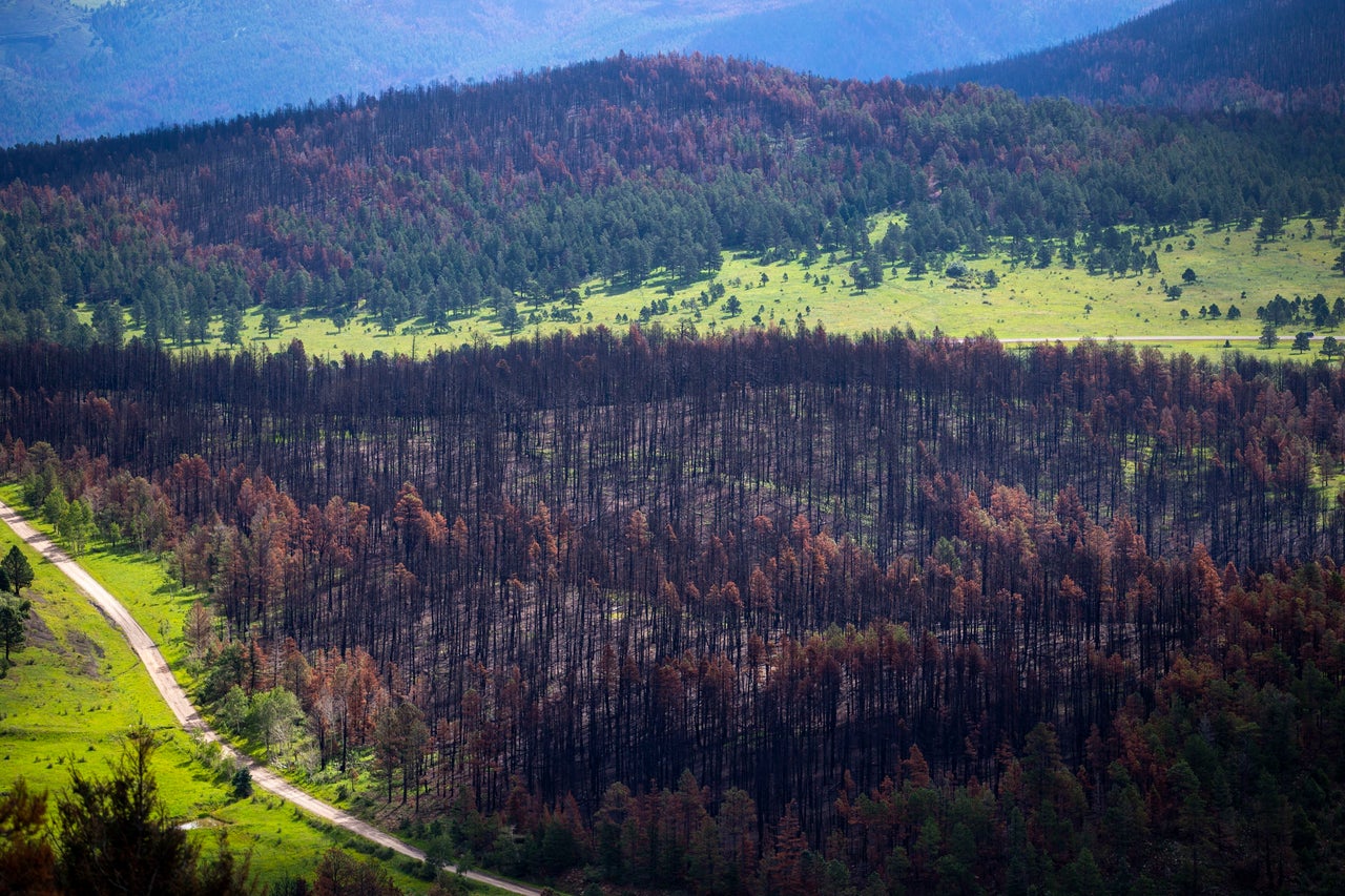 Pine trees remain blackened in an area of the Carson National Forest in northern New Mexico after a fire in April 2022.