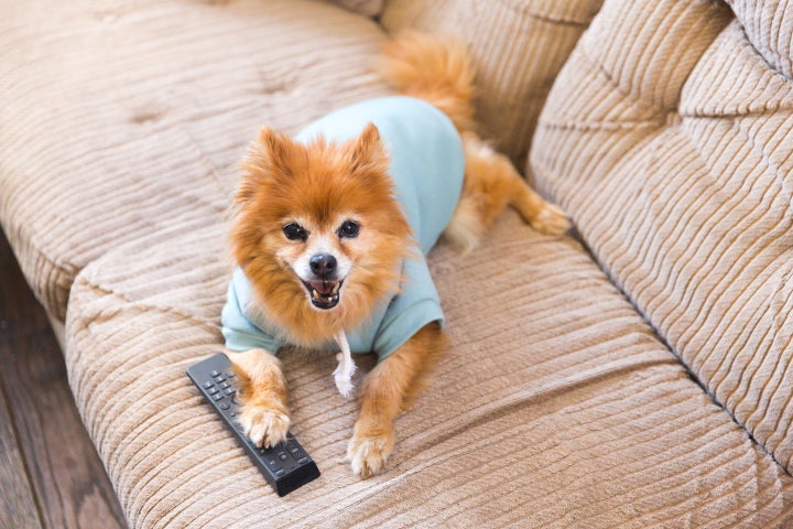 July Fourth is a great time for your dog to watch TV.