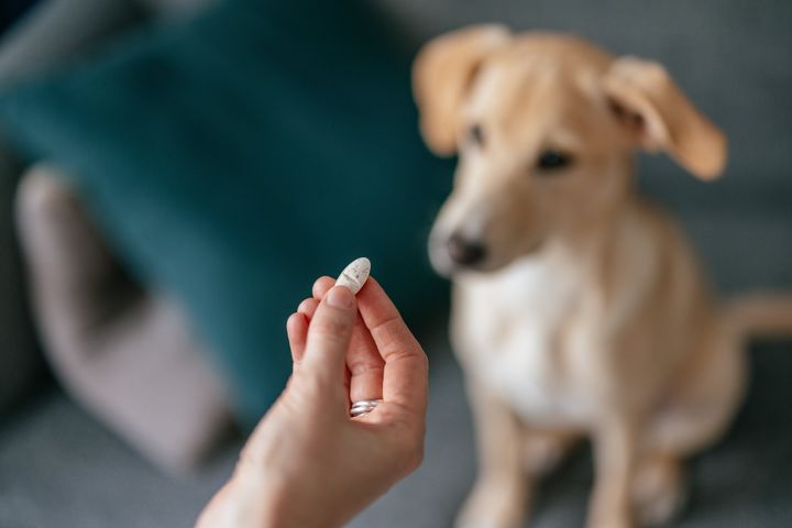 If nothing else works, talk to your vet about medication. 