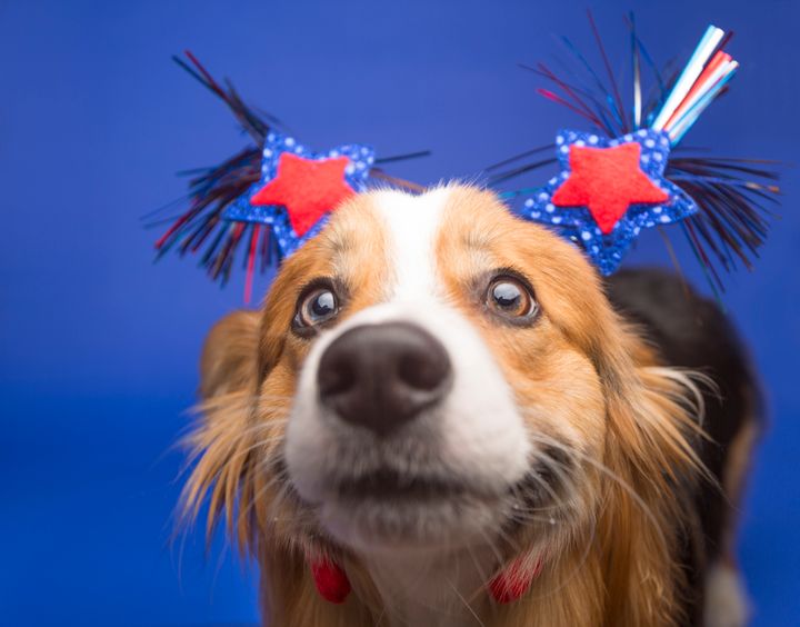 Desensitizing your dog over time to the sound of fireworks may help when July 4 rolls around.
