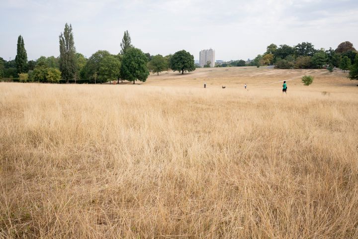 A landscape of dry, brown and parched grass in Brockwell Park during the UK drought, on 15th August 2022, in London, England.