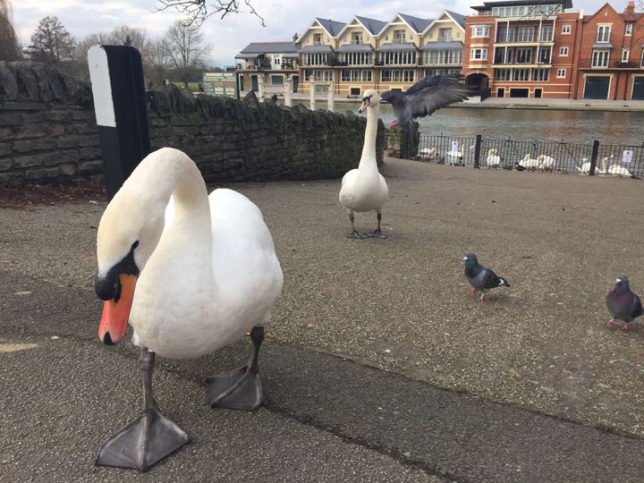 Swans on the River Thames near Windsor.