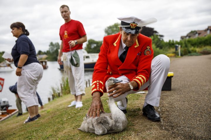 Queen's Swan Marker, David Barber inspects a cygnet during the annual Swan Upping Census on the River Thames at Staines, west of London on July 15, 2019.