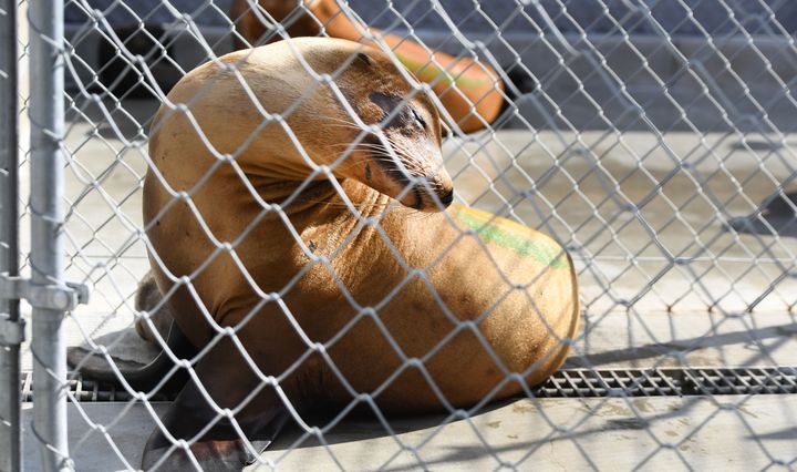 Sea lions treated for symptoms believed to be linked to a deadly algal bloom at the Marine Mammal Care Center (MMCC) in San Pedro, California on June 27.