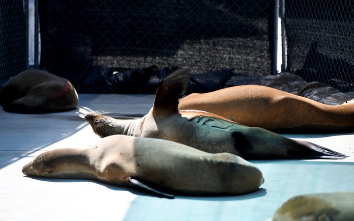 Sea lions in recovery at the Marine Mammal Care Center.