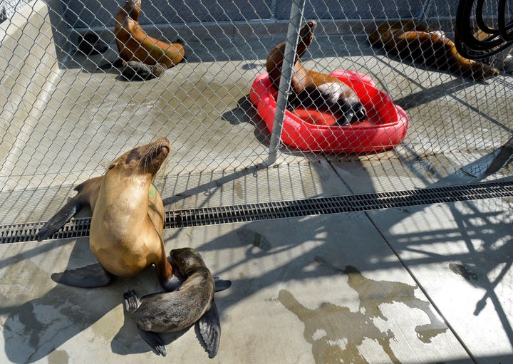 What's ailing the sea lions stranded on California beaches?, California