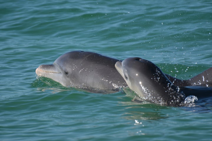 In this undated photo, bottlenose dolphins swim in the open waters off Sarasota Bay, Florida.