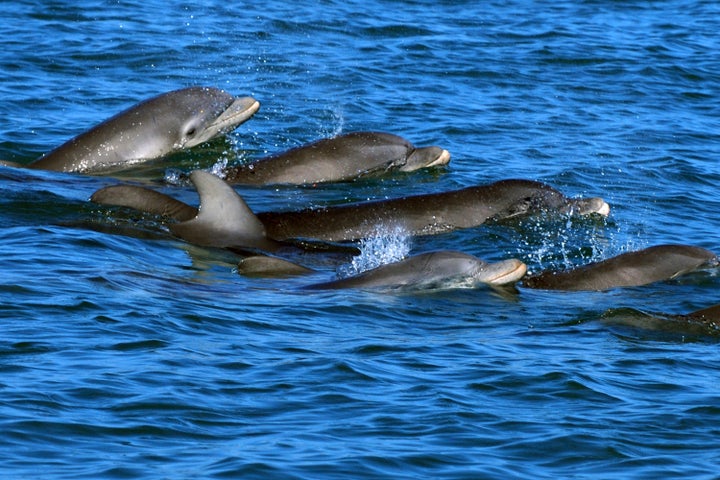 A new study has found that female bottlenose dolphins change how they vocalize when addressing their calves.