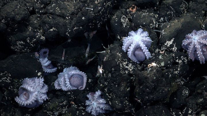 Brooding octopus mothers on an unnamed outcrop off the coast of Costa Rica.