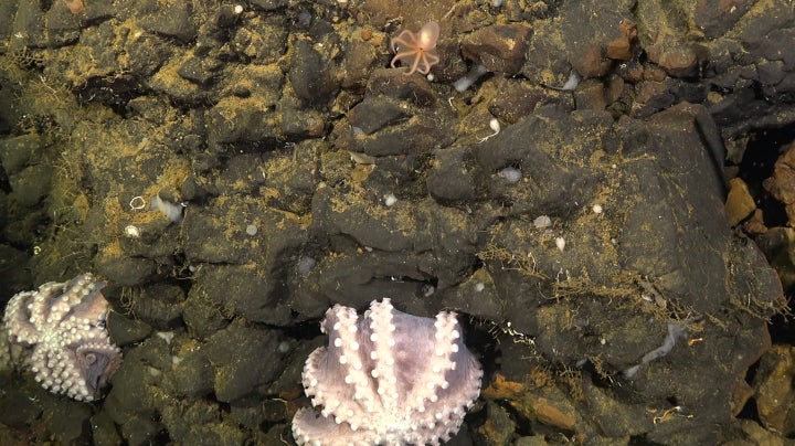 Only three deep-sea octopus nurseries are known to humans.