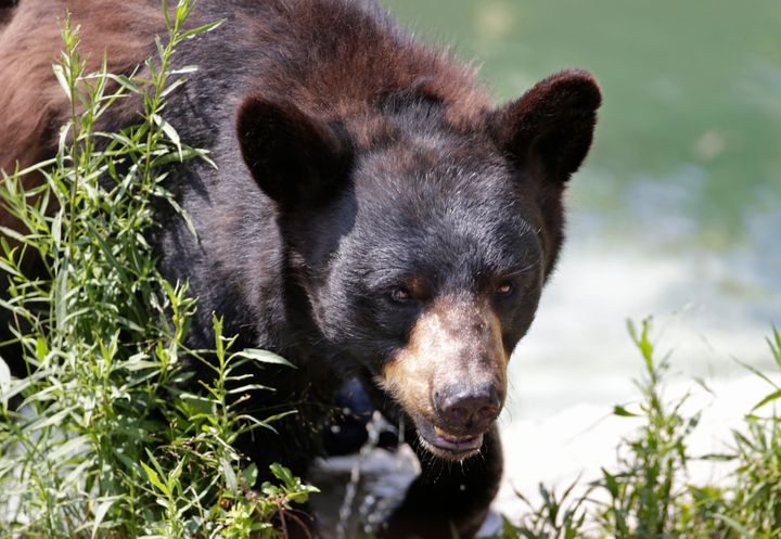 A black bear is seen at the Maine Wildlife Park in New Gloucester in 2014.