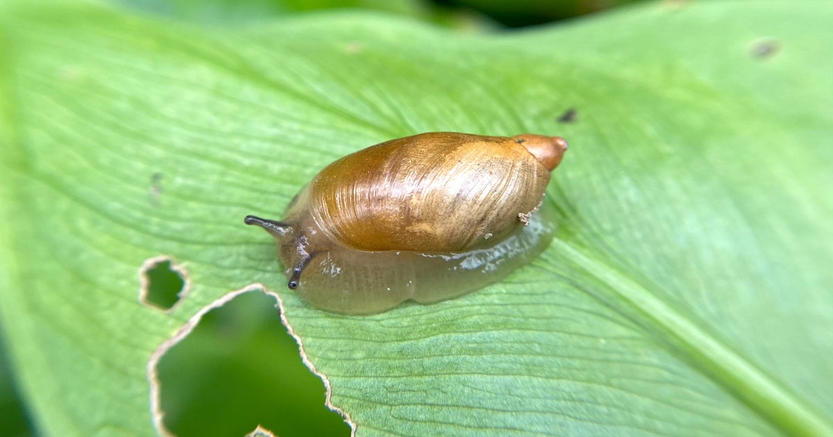 Four Kitchen Staples to Repel Garden Pests - Vimarsana News