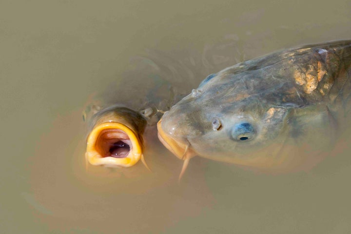 Fish in the UK really struggled in June.