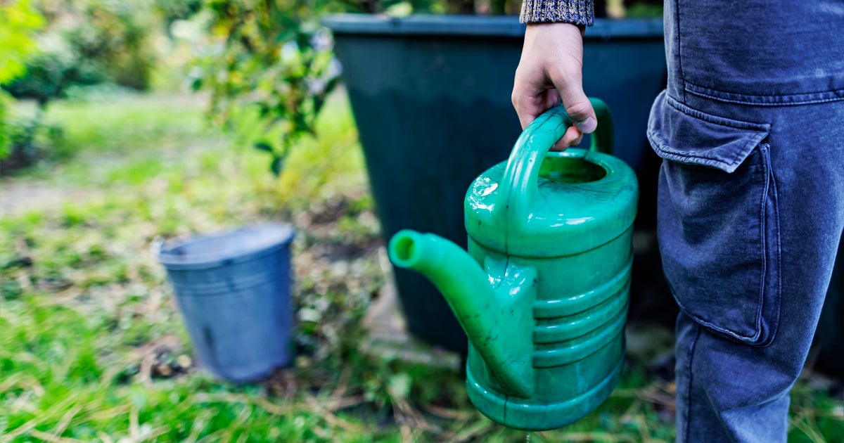 5 Ways To Use Less Water In Your Garden This Summer HuffPost UK Life