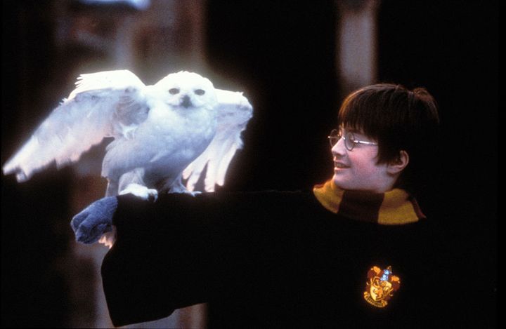 Daniel Radcliffe in Harry Potter and The Sorcerer's Stone