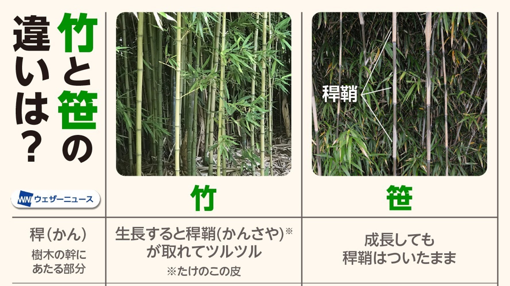 笹 竹 違い
