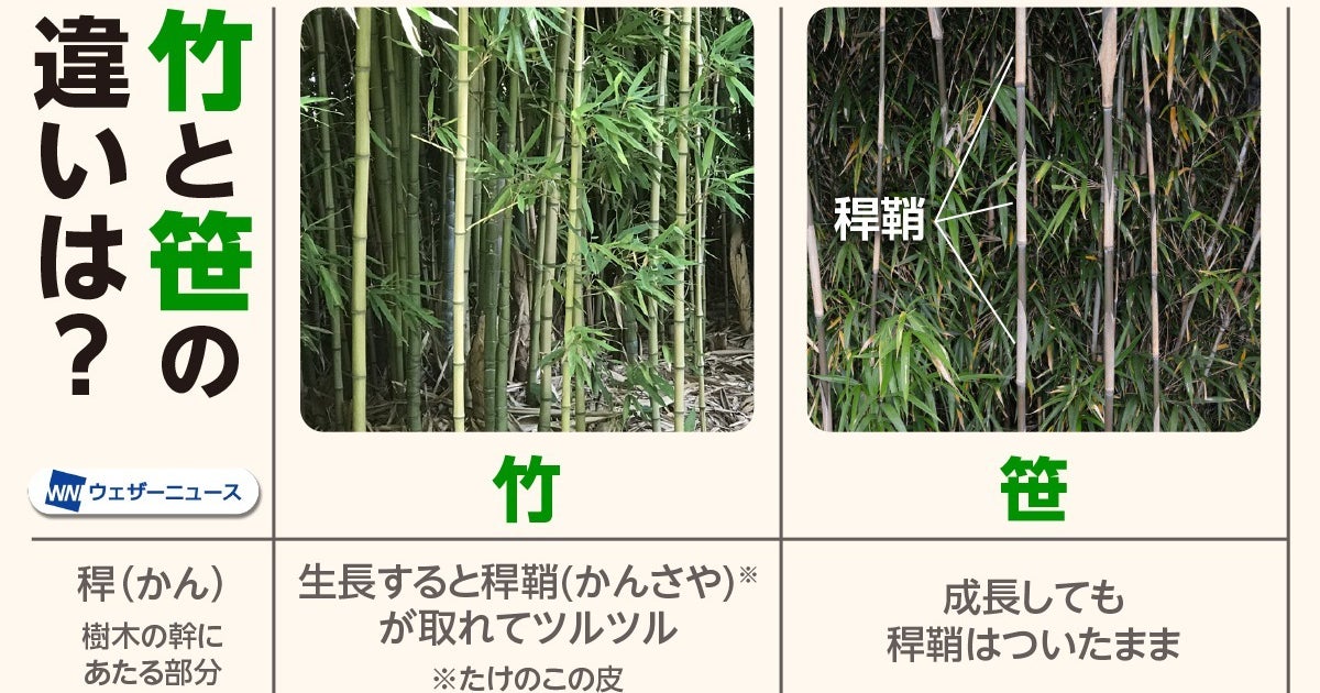 知ってる？竹と笹の違い。実は「大きさ」じゃなかった。見分けるポイントは？【七夕】 | ハフポスト LIFE