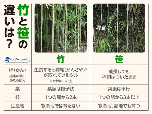 知ってる？竹と笹の違い。実は「大きさ」じゃなかった。見分ける