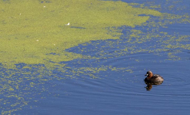 Blue-green algae has been blooming in the UK recently.