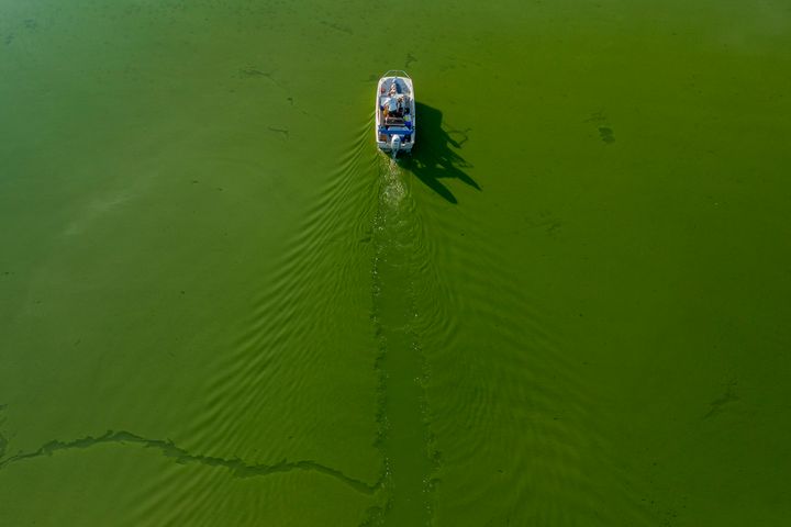 The algae can look like a pea soup