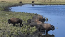 Tribes Are Freeing Wild Bison Back Onto Native Lands After Centuries Of Devastation