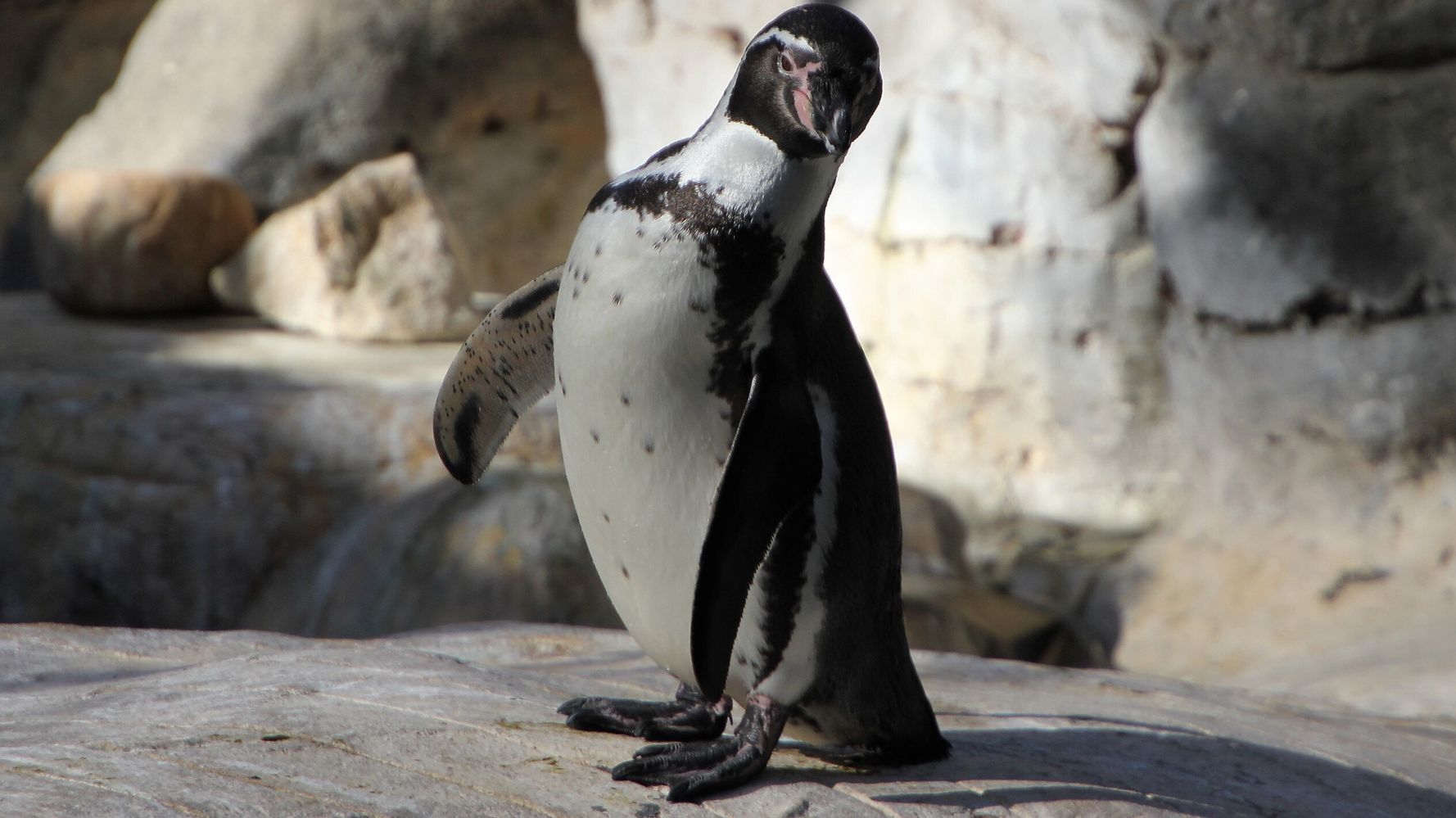 ペンギンと蝶がまるで“運動会”な追いかけっこ。「壊れたおもちゃ」風の