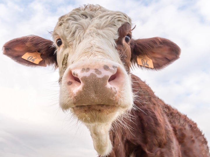 Is Beef Tallow Safe For Skin? Dermatologists Weigh In. | HuffPost Life