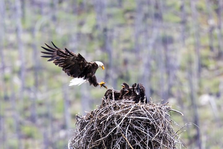 A bald eagle is bringing a fish to its nest where two chicks are waiting for food, Jasper National Park, Canada.