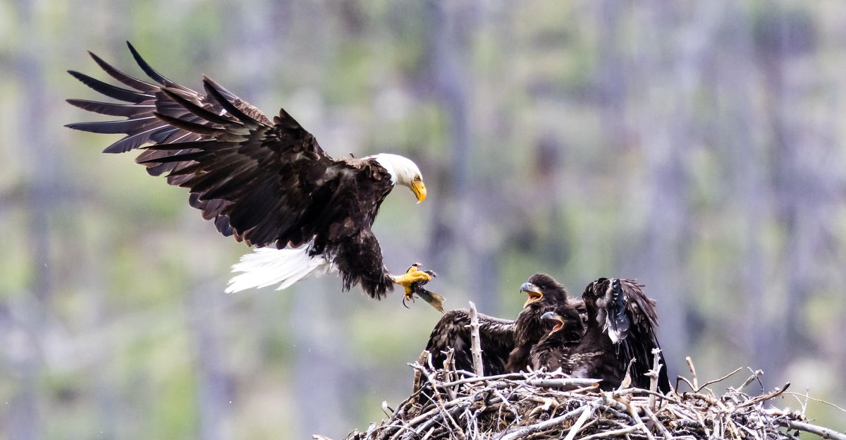 When a bald eagle needed fish to fly again, North Texans supplied