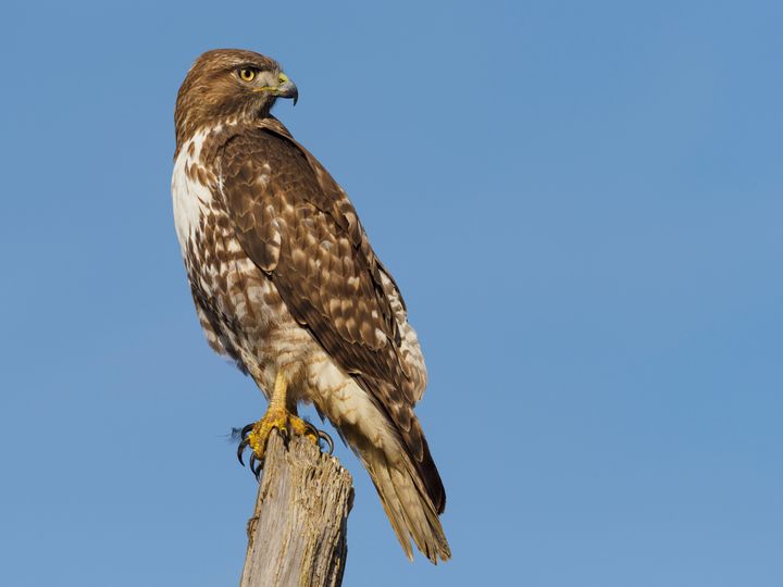 A young red-tailed hawk in Oregon.