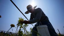 

    Climate Change Ratchets Up Stress On Farmworkers On The Front Lines Of A Warming Earth

