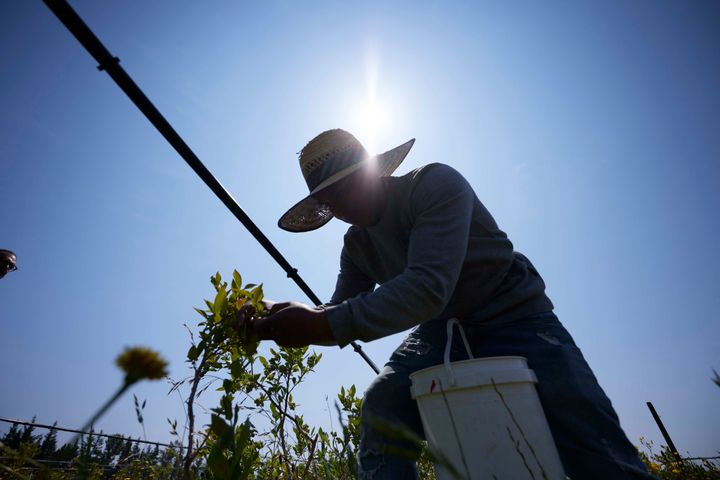 Camilo Martin picks blueberries at the Coopertiva Tierra y Libertad farm Friday, July 7, 2023, in Everson, Washington.