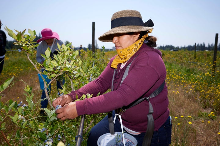 Anna Lopez picking blueberries on Friday, July 7, 2023 at the Coopertiva Tierra y Libertad farm in Everson, Washington.