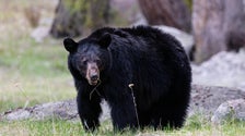 Man Sentenced For Shooting Black Bear In National Park Due To Being ‘Scared’
