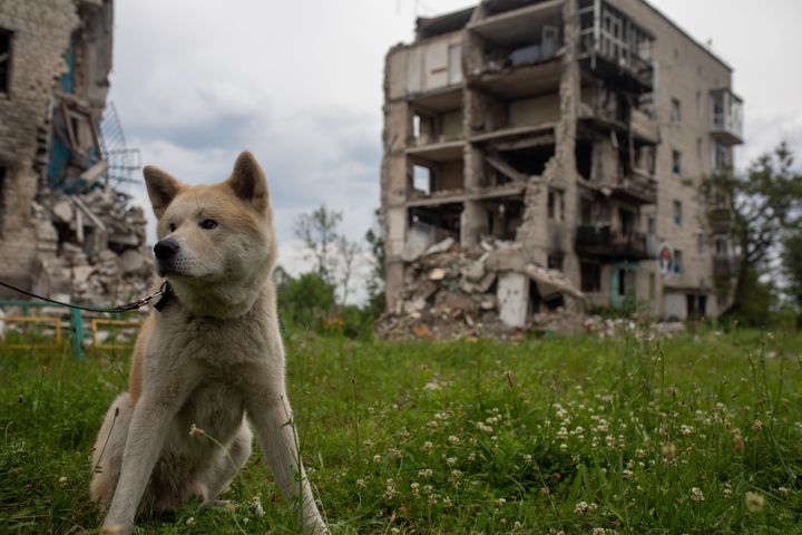 A dog is seen near debris of an apartment complex where 54 people were killed by Russian shelling, in Izium, Ukraine.