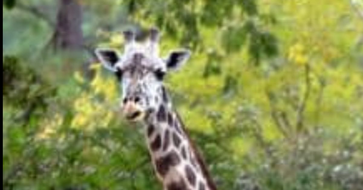 Twiga The Giraffe Dies At Age 31 In Texas Zoo | HuffPost Impact