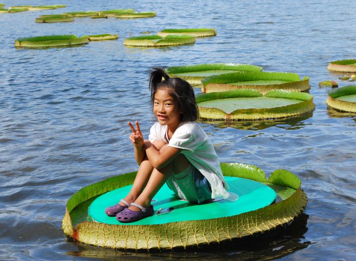 池の水面に浮かぶ巨大なオオオニバスの葉に乗った少女（富山市の富山県中央植物園、2011年）