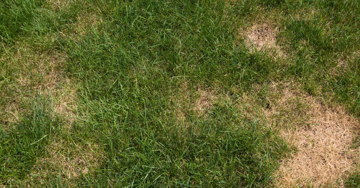 What Causes Yellow Patches On Grass? HuffPost UK Life