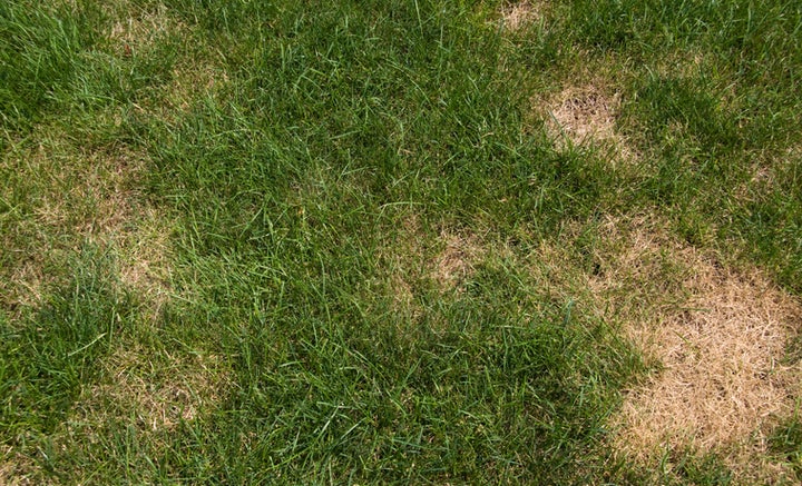 yellow patches on lawn