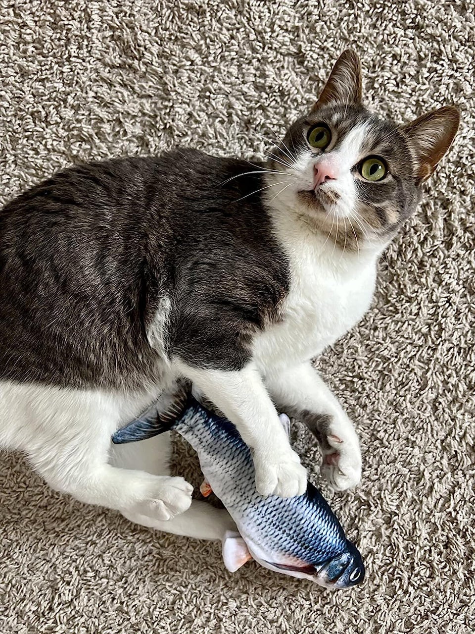 Here Are All The Best Amazon Prime Day Pet Deals HuffPost Life