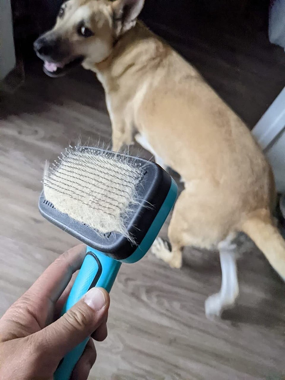 Here Are All The Best Amazon Prime Day Pet Deals HuffPost Life