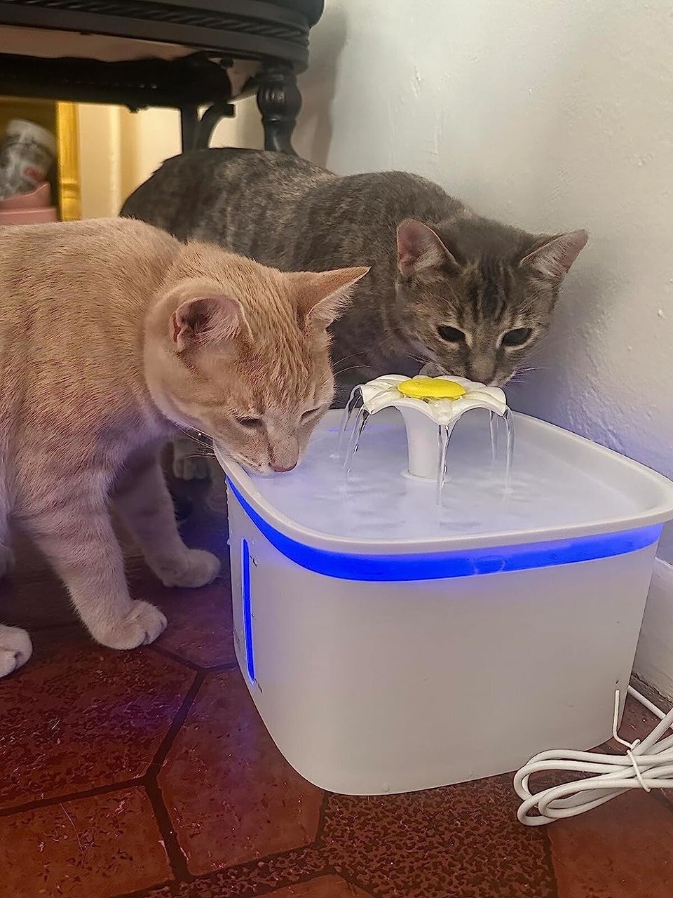 Here Are All The Best Amazon Prime Day Pet Deals HuffPost Life