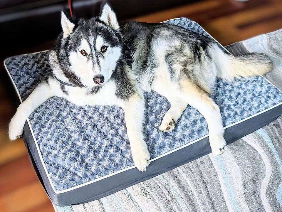 Here Are All The Best Amazon Prime Day Pet Deals HuffPost Life