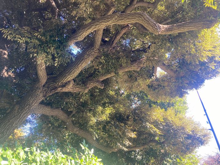 神宮外苑の樹木
