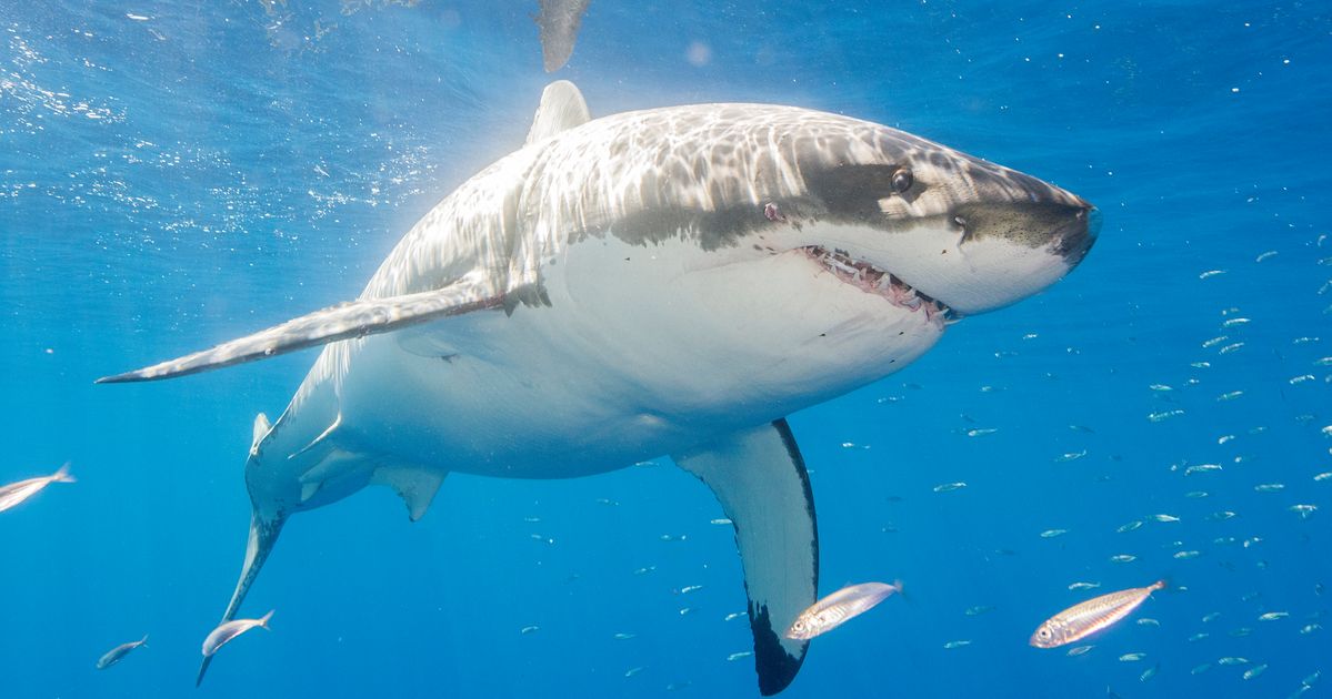 Shark Attacks Lead To Swimming Ban In Nantucket