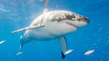 Great White Shark Attacks ‘Very Close’ To Shore Prompt Nantucket Swimming Ban