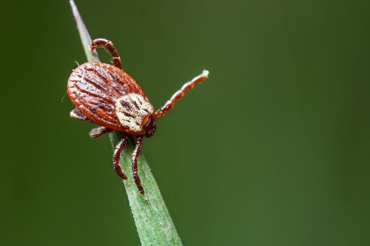 Macro photo of a tick sitting on the green grass waiting for his victim in spring outdoors.