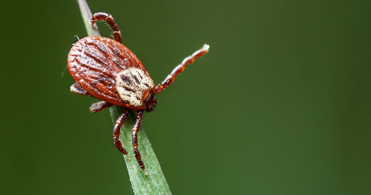 Haha Help – Apparently Ticks Can Fly | HuffPost UK Life