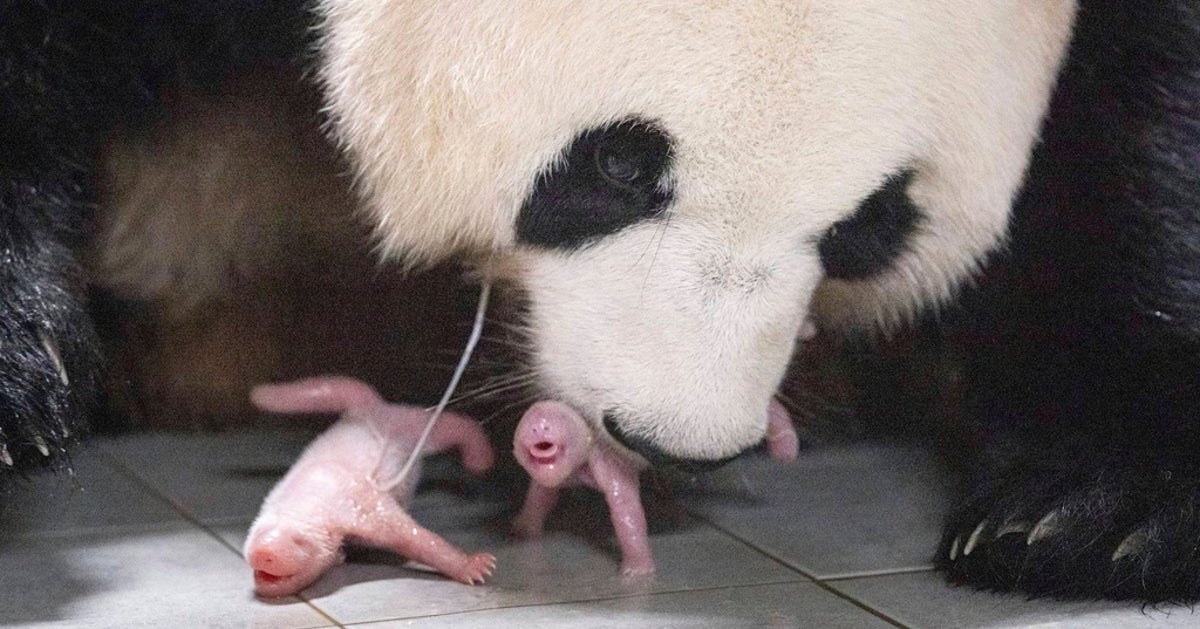 Adorable Twin Girls Joyfully Arrive in the World, Welcomed by Giant Panda