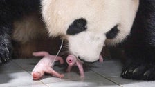 Giant Panda Gives Birth To Squirming, Squealing Healthy Twin Girls